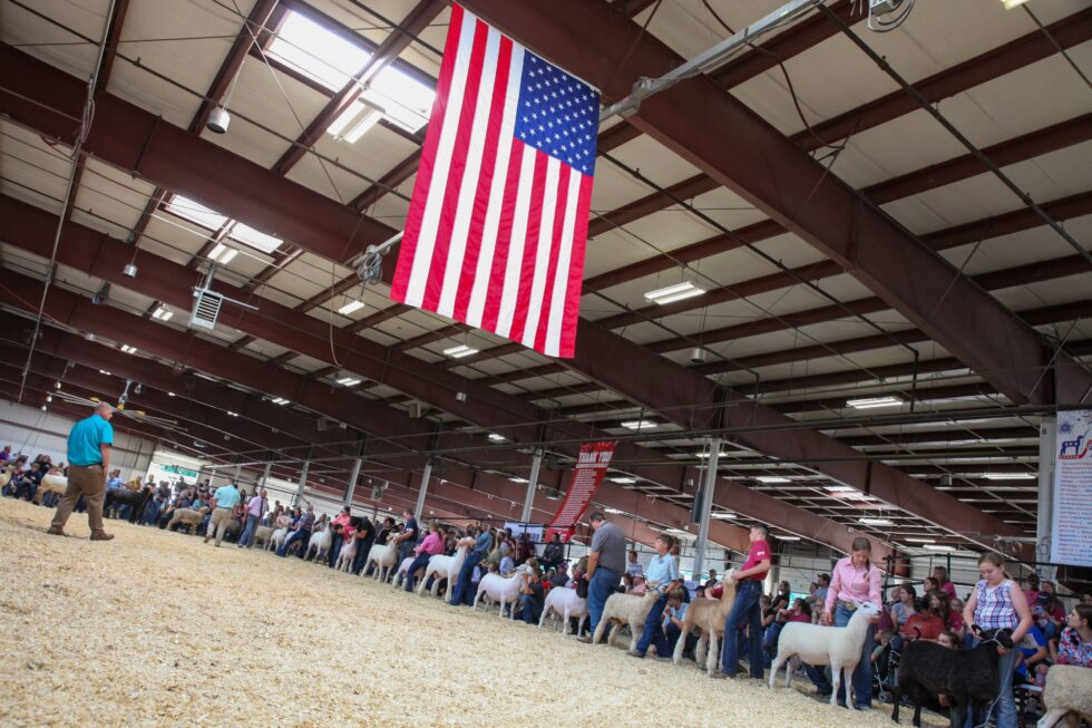 Schedule AllAmerican Junior Sheep Show