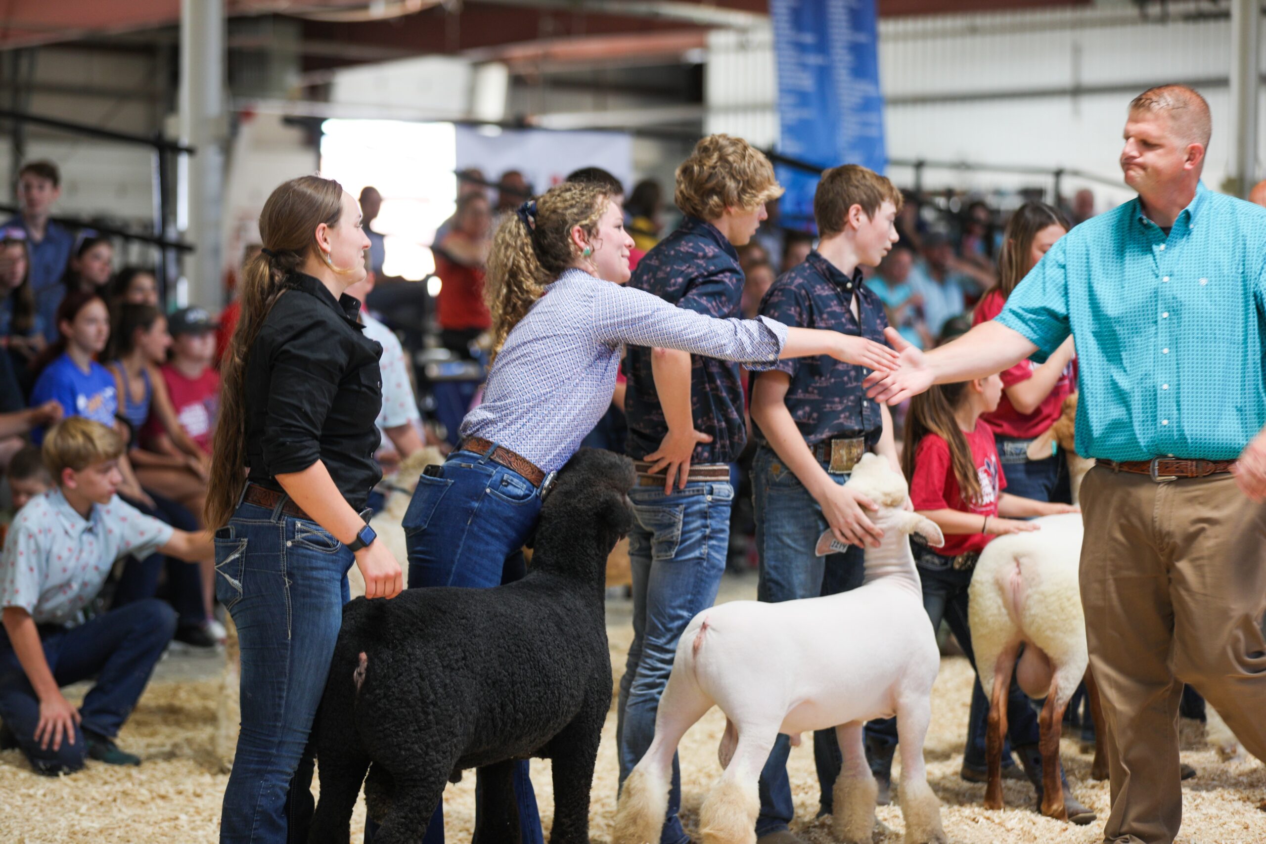 Entry Form AllAmerican Junior Sheep Show