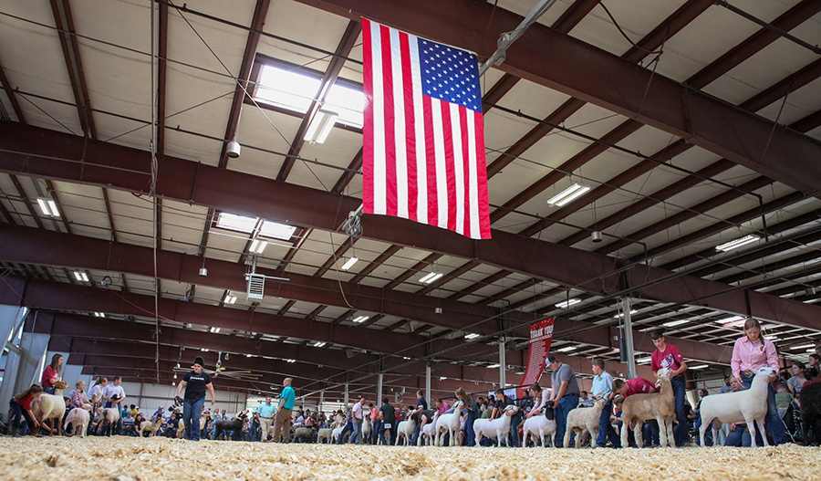 History AllAmerican Junior Sheep Show